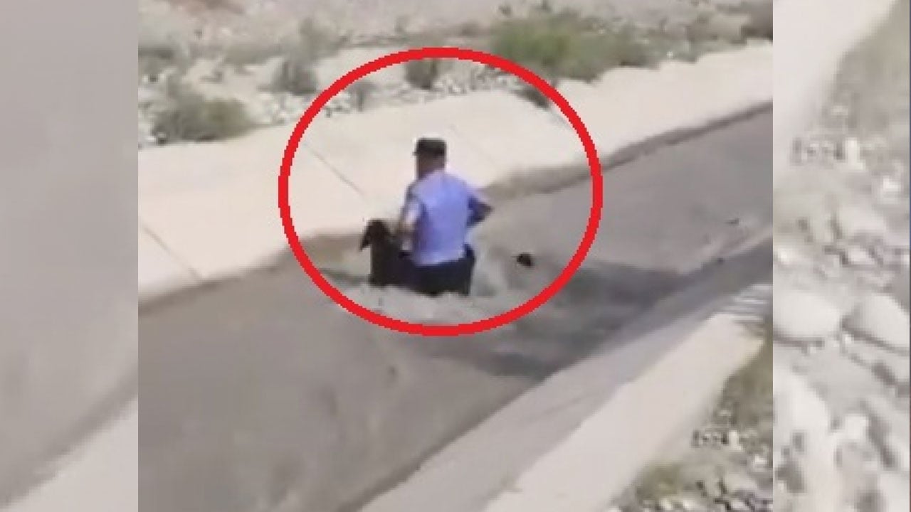 بالفيديو.. الشرطة الصينية تنقذ أغنامًا كانت على وشك الغرق