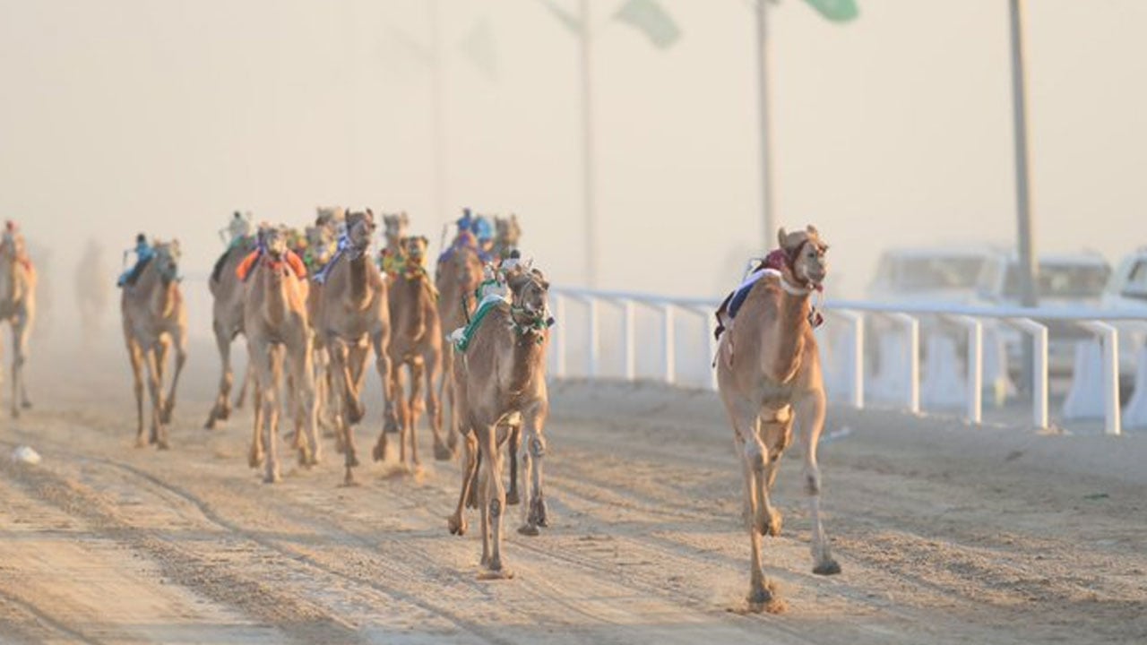 2000 كيلو متر تقطعها الهجن في مهرجان ولي العهد بالطائف