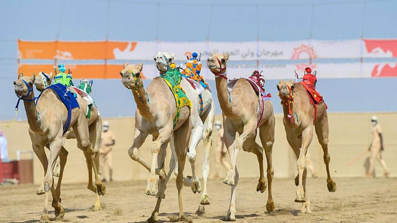 «جمايل» و«شواش» يخطفان الأضواء في مهرجان ولي العهد للهجن