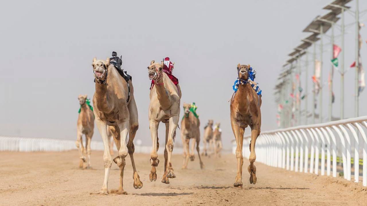 «قوقل» و«جمايل» يُحققان نوماس الأشواط الصباحية بمهرجان ولي العهد للهجن