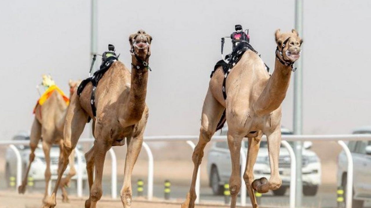 «الهنوف» تكسب توقيت الثنايا في مهرجان ولي العهد للهجن