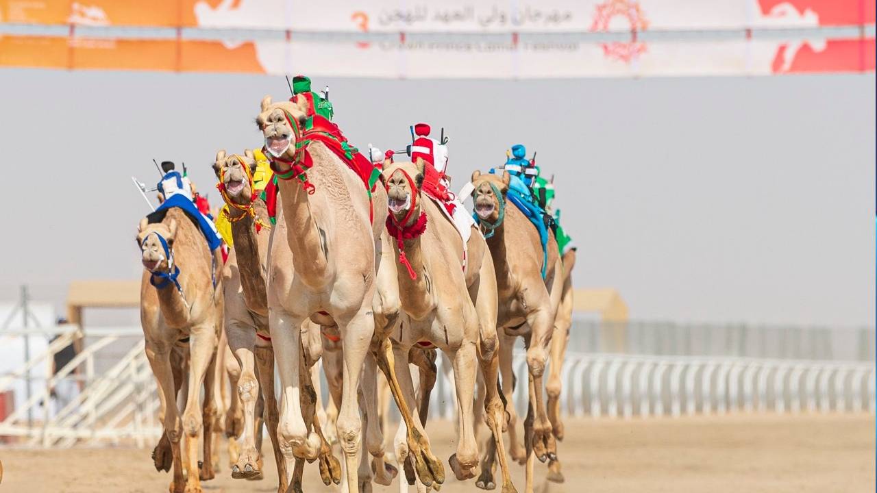 204 أشواط تشعل الصراع في مهرجان ولي العهد للهجن