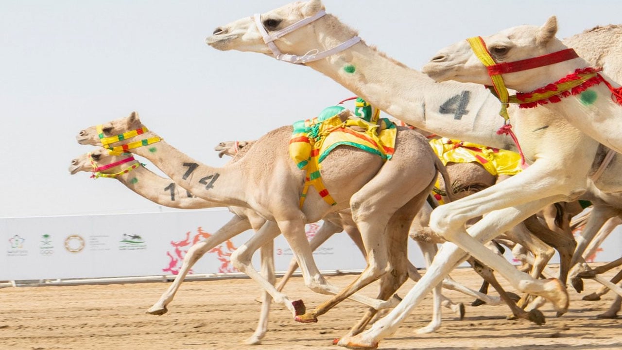 جائزة سيف ولي العهد تشعل منافسات مرحلة الحسم في مهرجان الهجن
