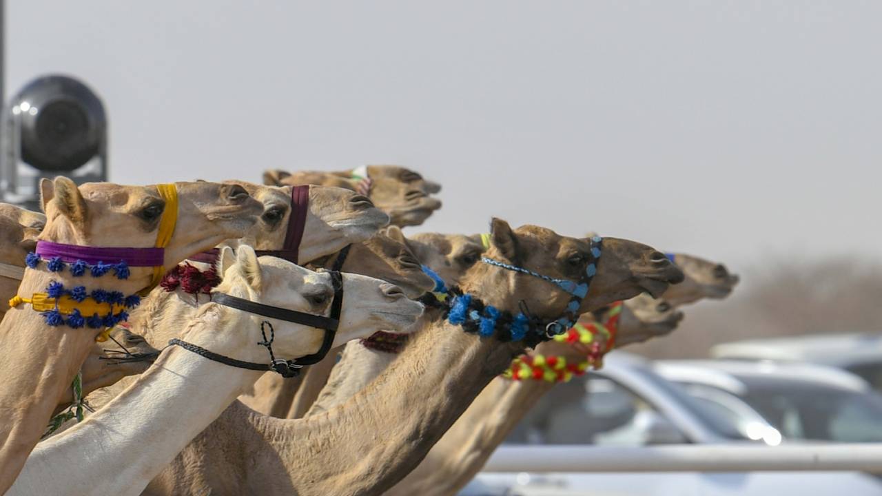 رقم لافت يعزز مقعد مهرجان ولي العهد للهجن في موسوعة «جينيس»