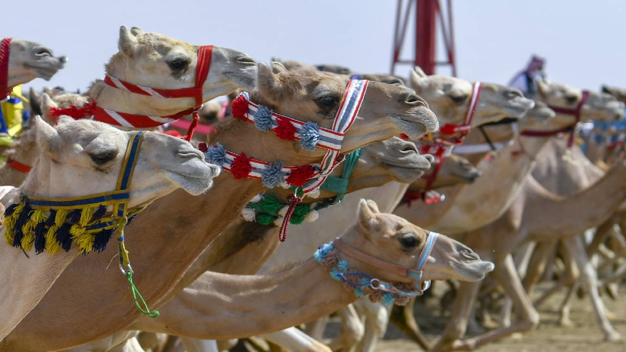 «الباز» الأسرع في منافسات «الحقايق» لمهرجان ولي العهد للهجن