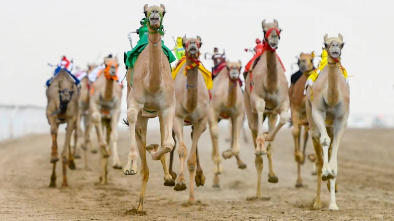«بكار اللقايا» تسيطر على أفضل توقيت في نهائي مهرجان ولي العهد للهجن 3
